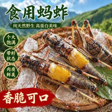东亚飞蝗鲜活蚂蚱冰鲜蚂蚱