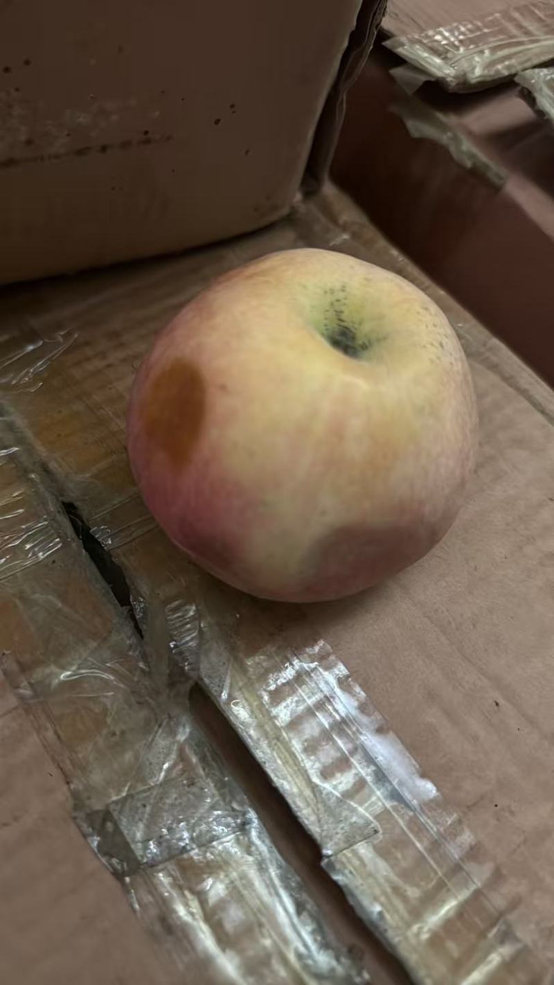 山东精品红富士。