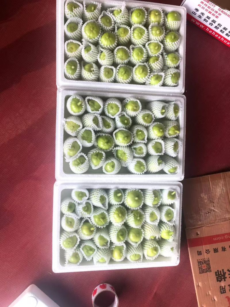 玉女黄瓜