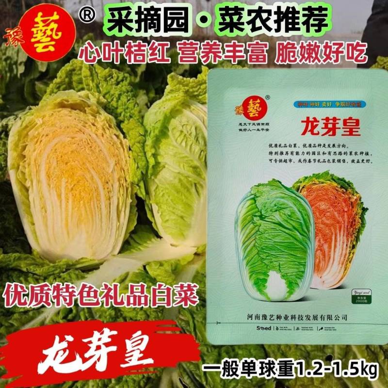 耐热黄心白菜种籽结球紧实红心软叶多高端礼品白菜大田用种籽