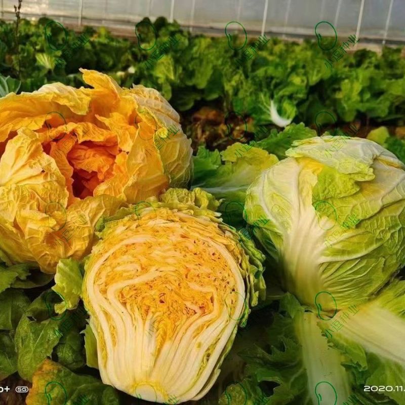 耐热黄心白菜种籽结球紧实红心软叶多高端礼品白菜大田用种籽