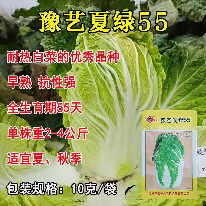 耐热黄心白菜种籽结球紧实红心软叶多高端礼品白菜大田用种籽