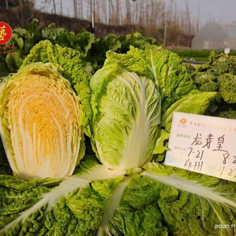 耐热黄心白菜种籽结球紧实红心软叶多高端礼品白菜大田用种籽