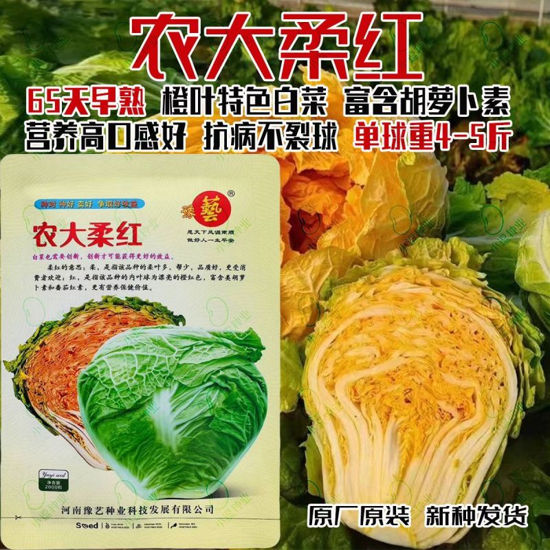 耐热黄心白菜种籽结球紧实红心软叶多高端礼品白菜大田用种籽