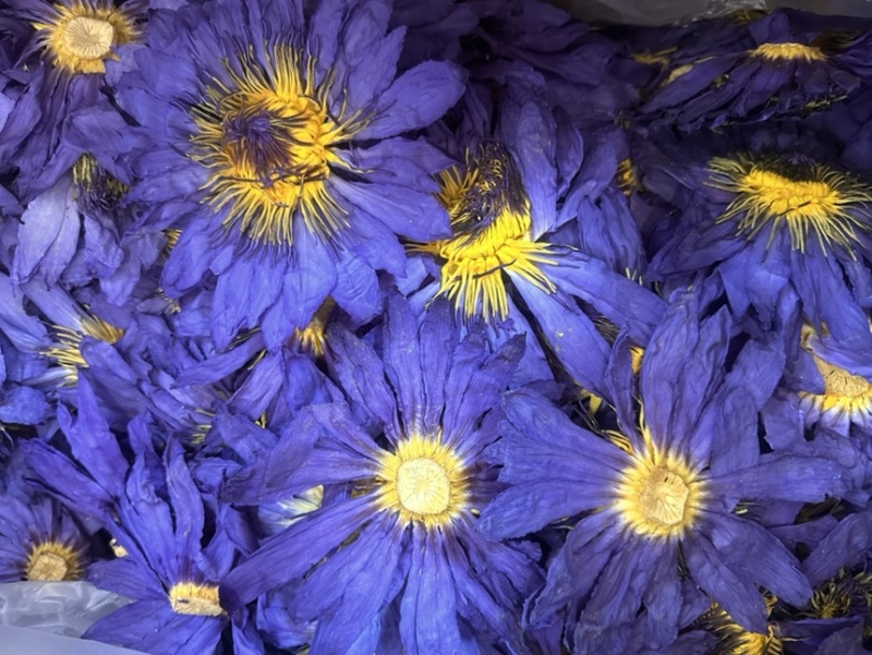 蓝莲花
