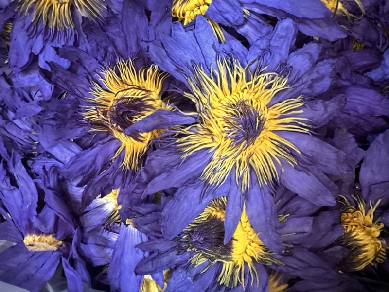 蓝莲花