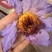 蓝莲花