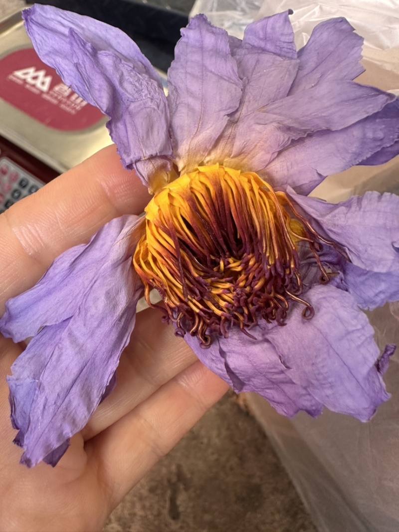 蓝莲花