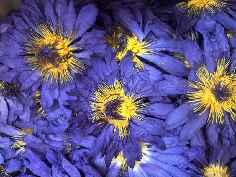蓝莲花