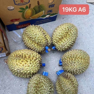 大象牌金枕榴莲A619KG380一件坏果包赔