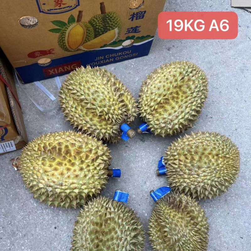 大象牌金枕榴莲A619KG380一件坏果包赔