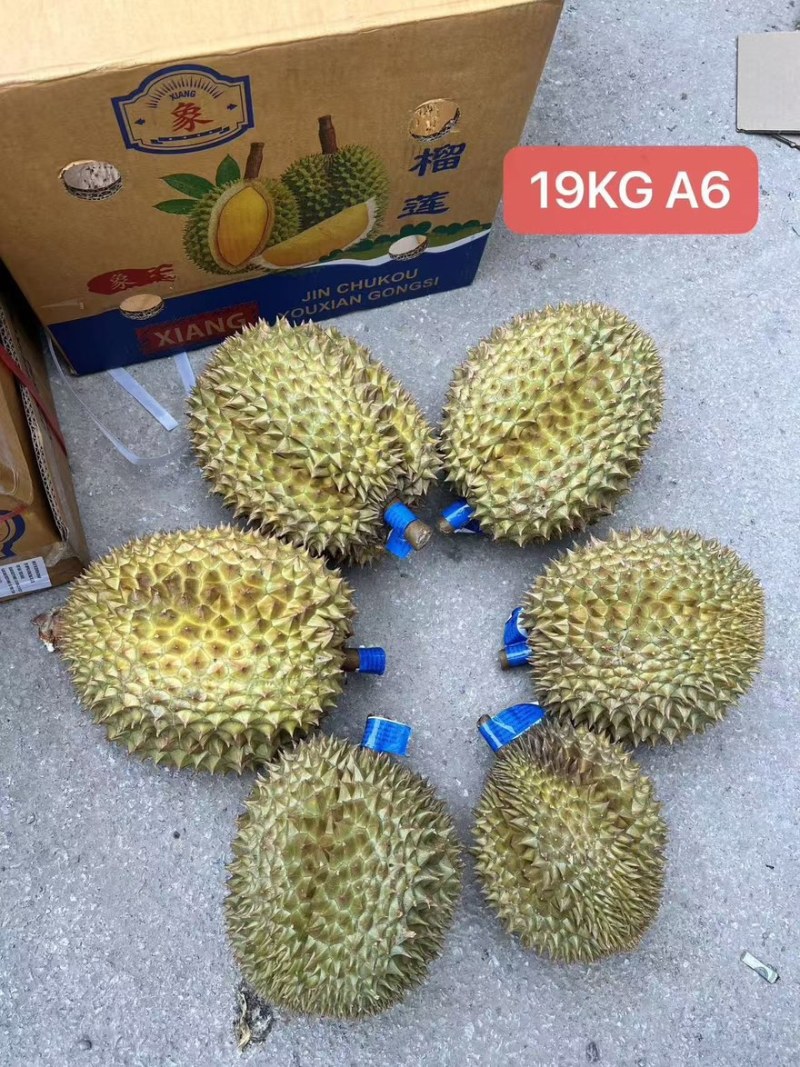 大象牌金枕榴莲A619KG380一件坏果包赔