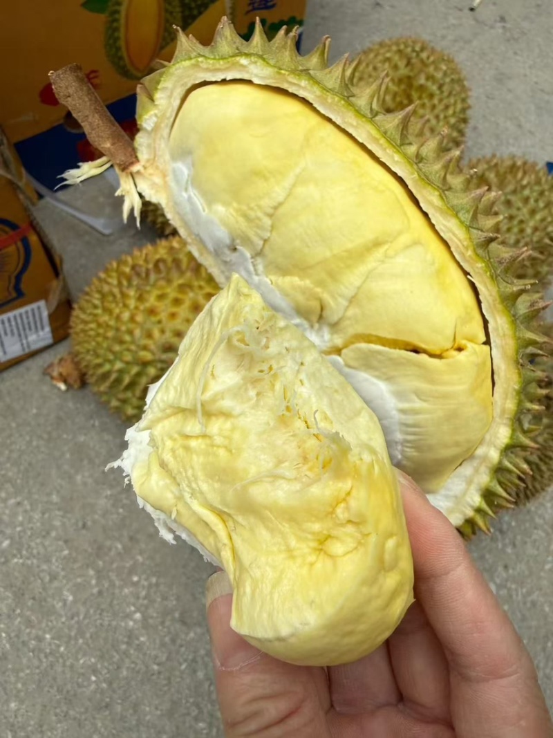 大象牌金枕榴莲A619KG380一件坏果包赔
