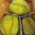 大象牌金枕榴莲A619KG380一件坏果包赔