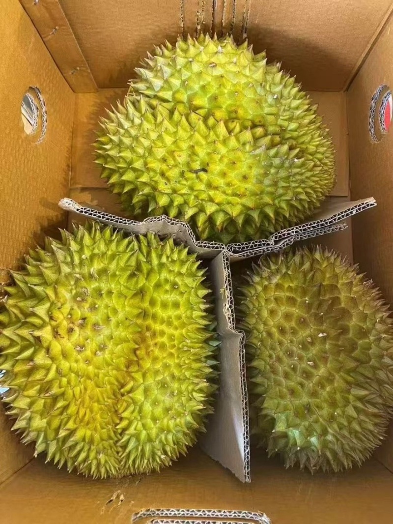 大象牌金枕榴莲A619KG380一件坏果包赔