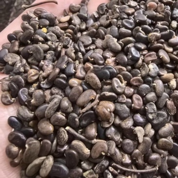 刺愧种子。产地直发，量大从优