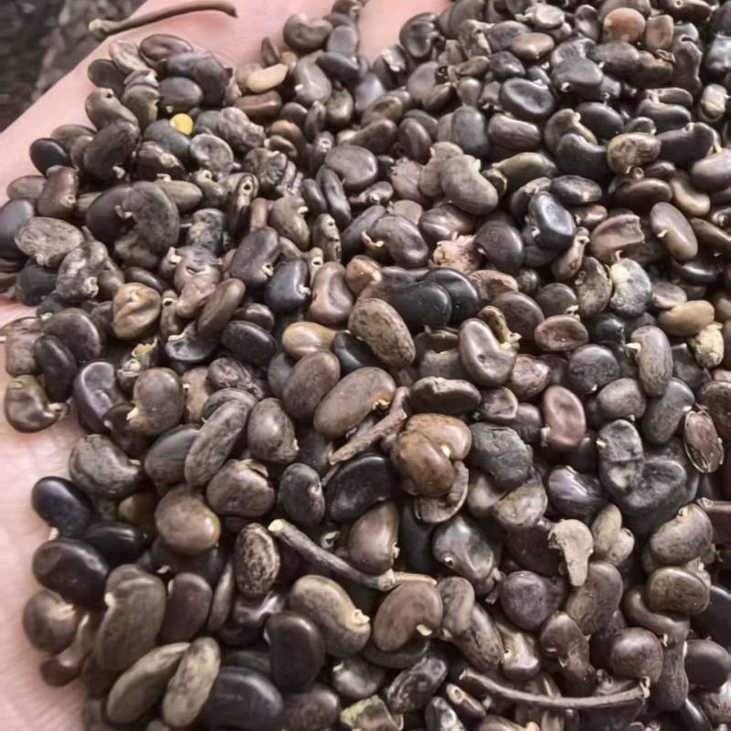 刺愧种子。产地直发，量大从优