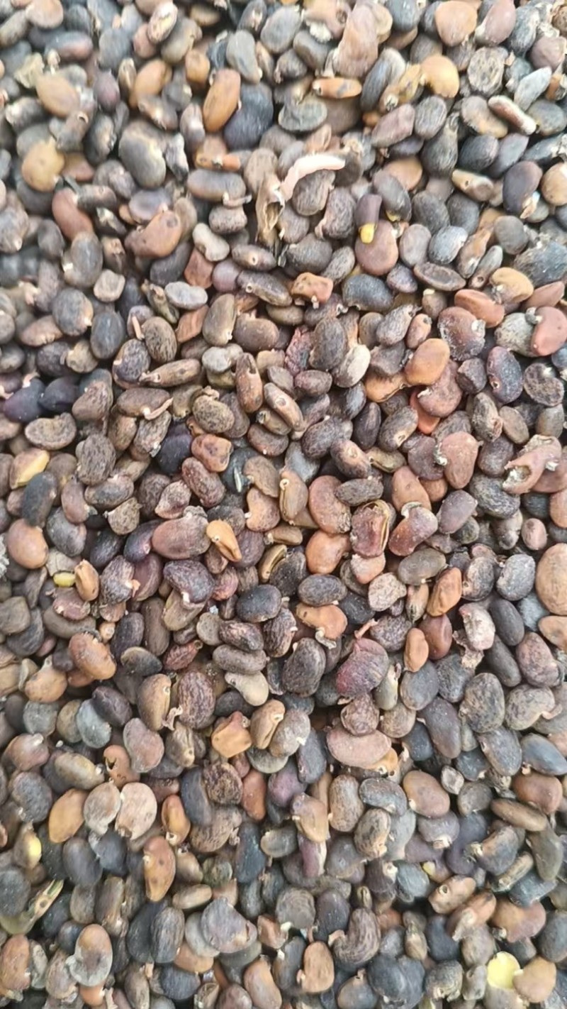 刺愧种子。产地直发，量大从优