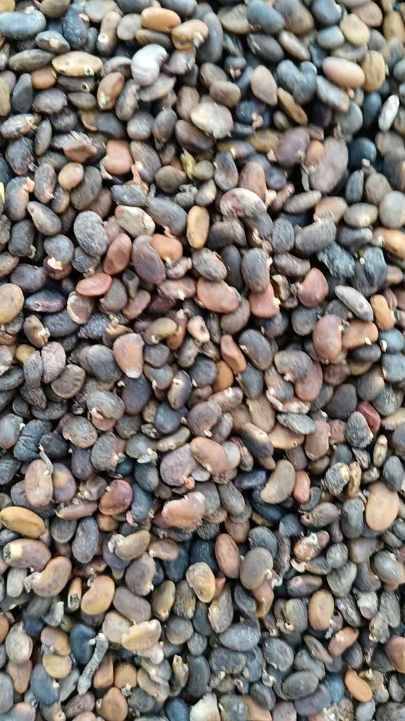 刺愧种子。产地直发，量大从优