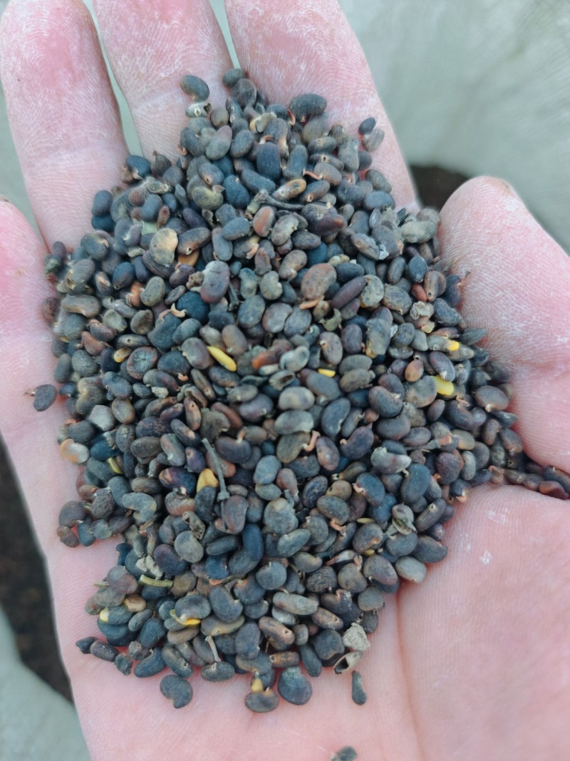 刺愧种子。产地直发，量大从优