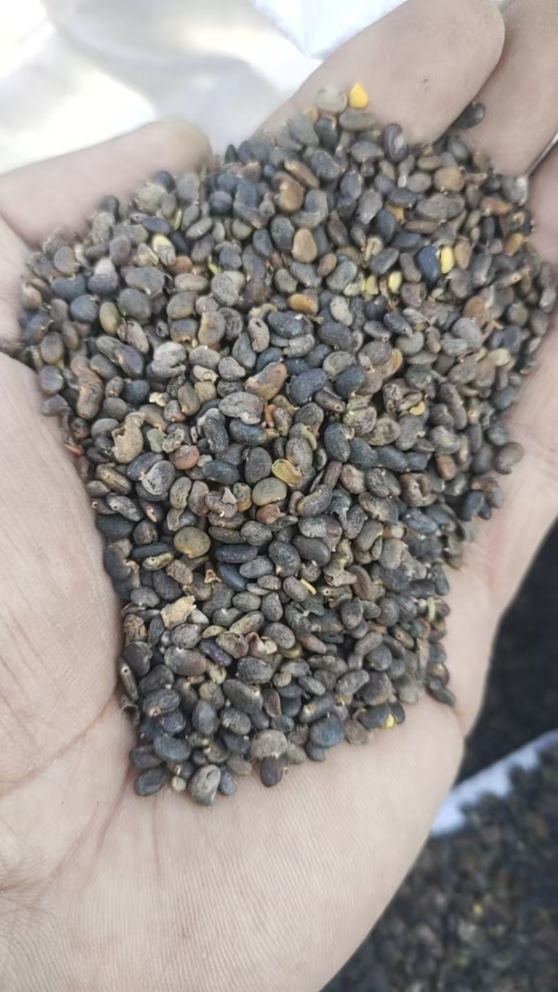 刺愧种子。产地直发，量大从优
