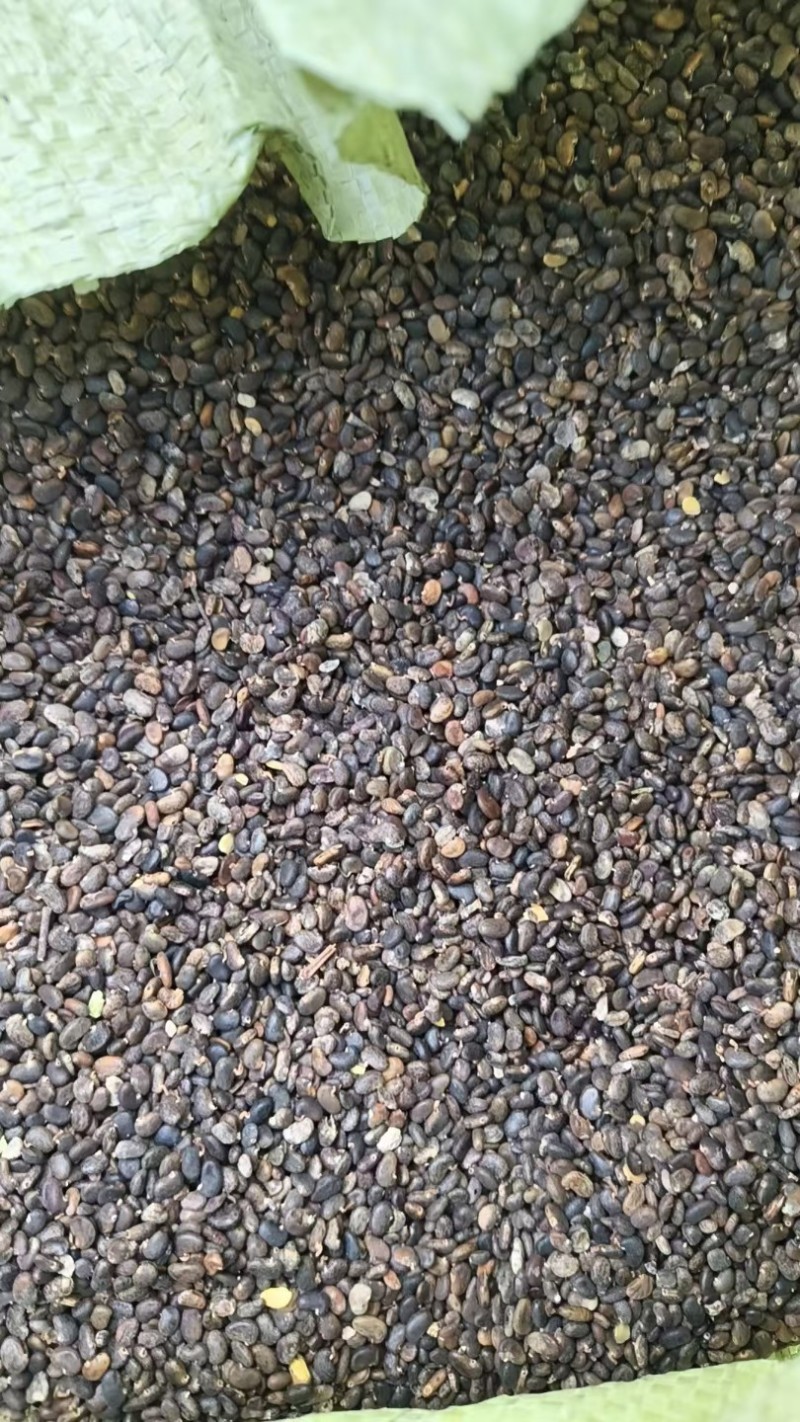 刺愧种子。产地直发，量大从优