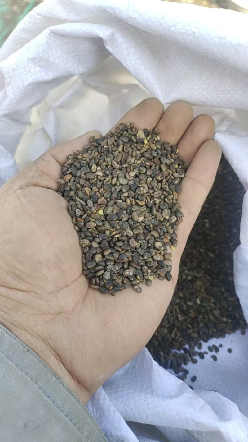 刺愧种子。产地直发，量大从优