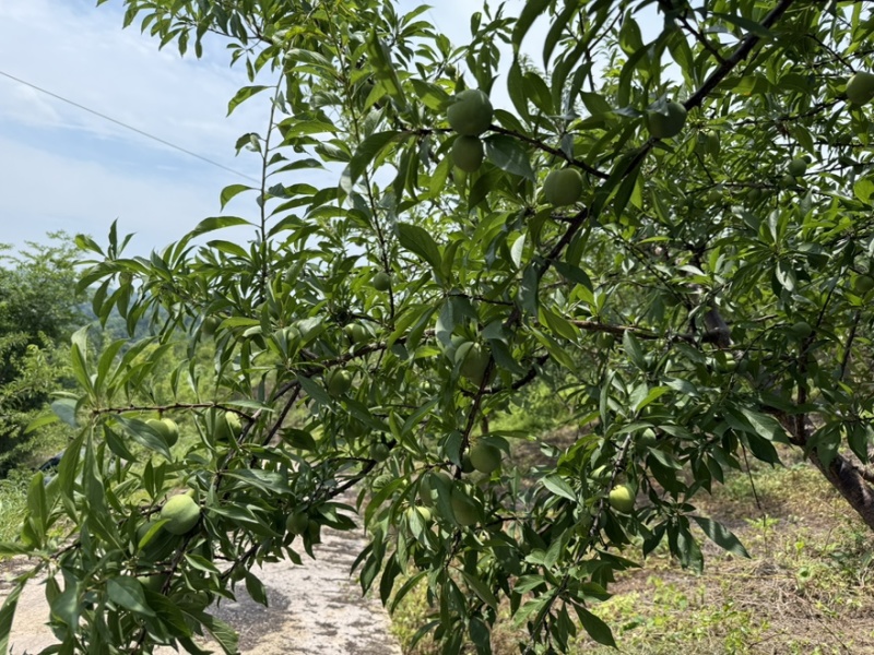 青脆李