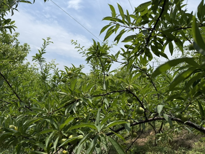 青脆李