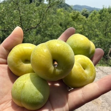 青脆李