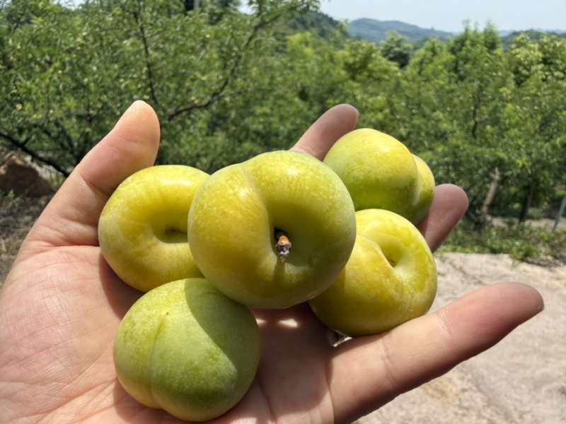 青脆李