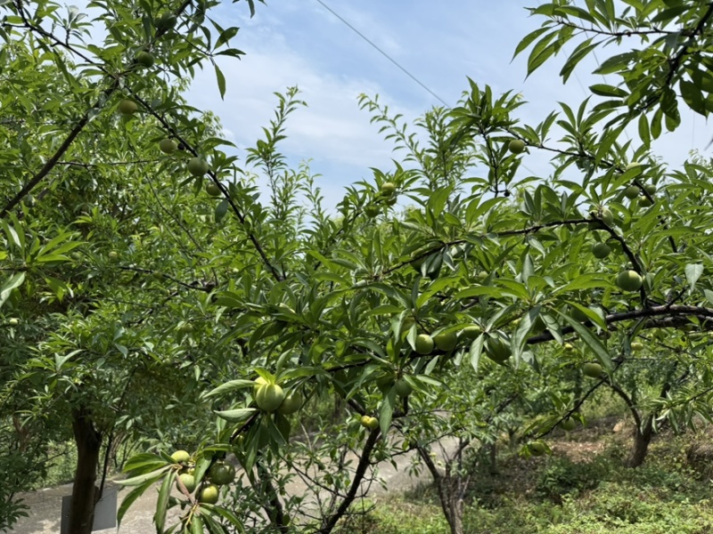 青脆李