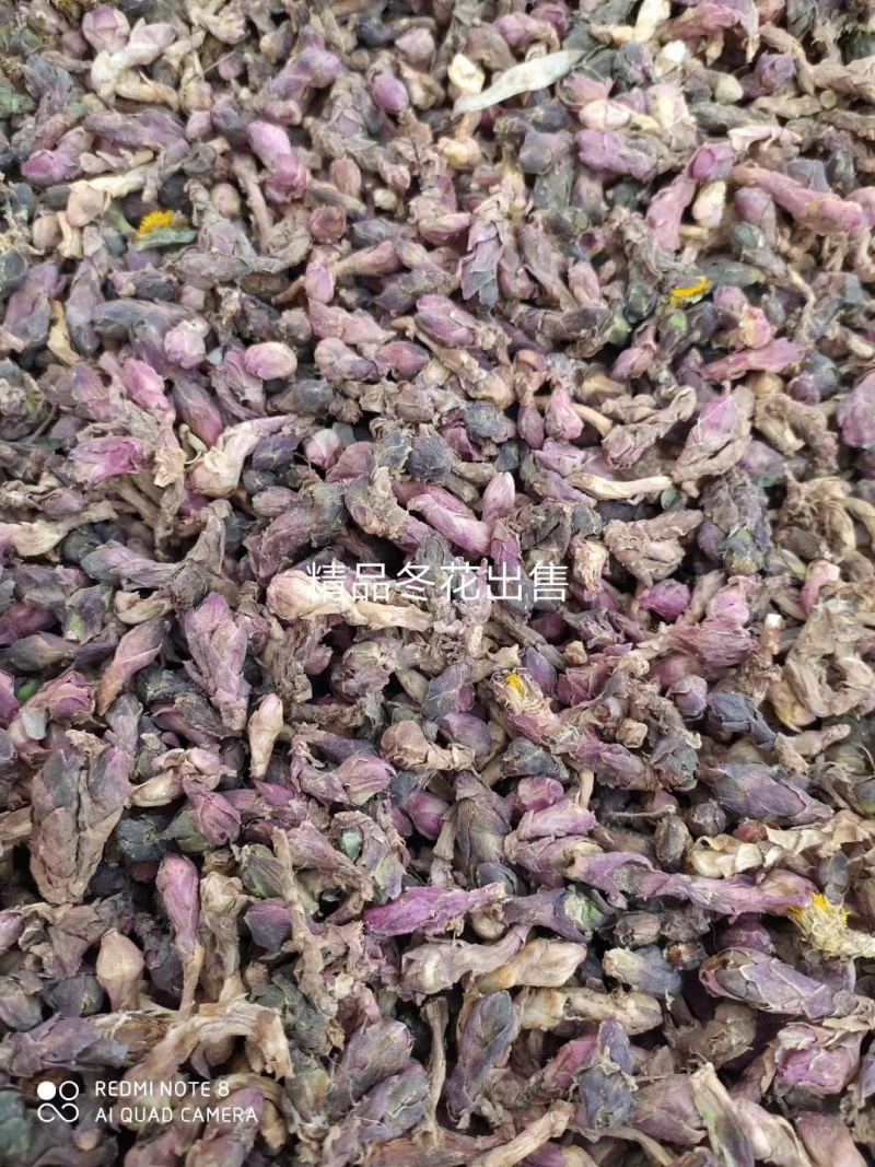 甘肃产地款冬花，产地直发。量大从优
