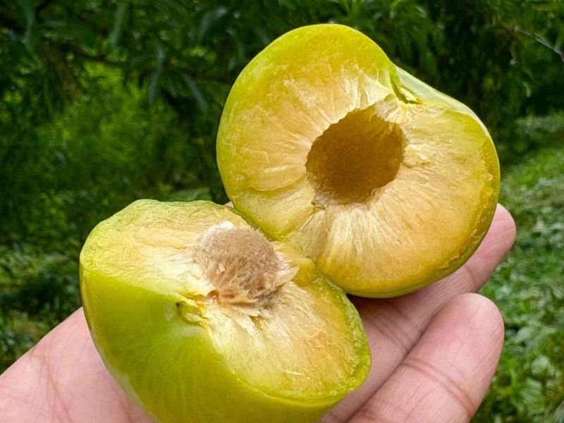 蜂糖李