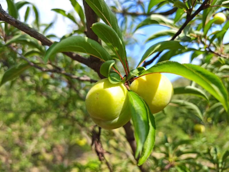 蜂糖李