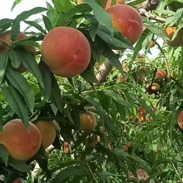 中桃金甜，黄毛桃未套袋，