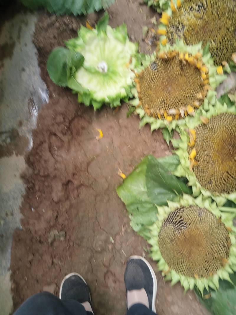 鲜食向日葵上市了，颗粒饱满，自产自销。产地直发。