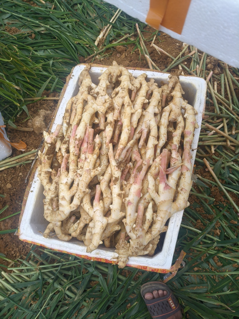 红芽姜货源充足带泥产地直发