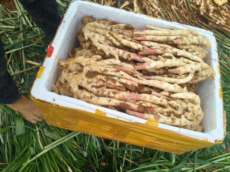红芽姜货源充足带泥产地直发