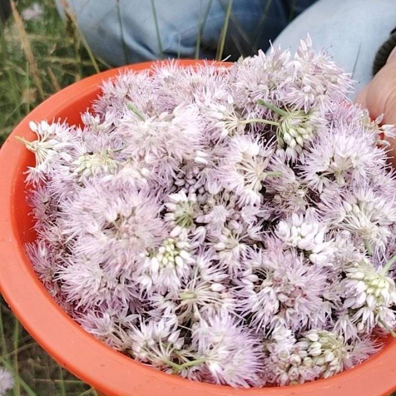 甘肃野葱花，羊胡花，原生态***新季采摘葱花/