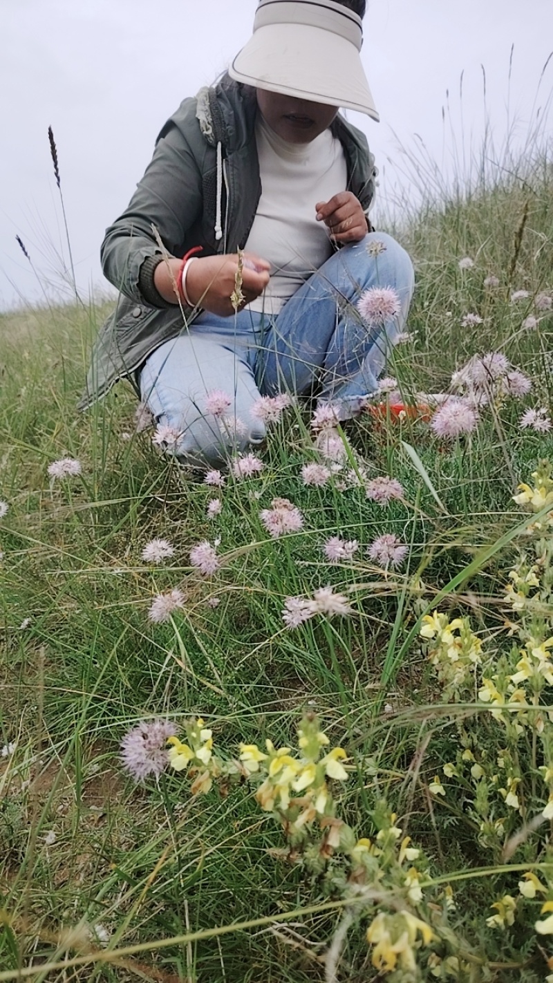 甘肃野葱花，羊胡花，原生态***新季采摘葱花/