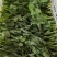 豌豆尖豌豆苗地栽苗长年有货，稳定供应，一件代发！