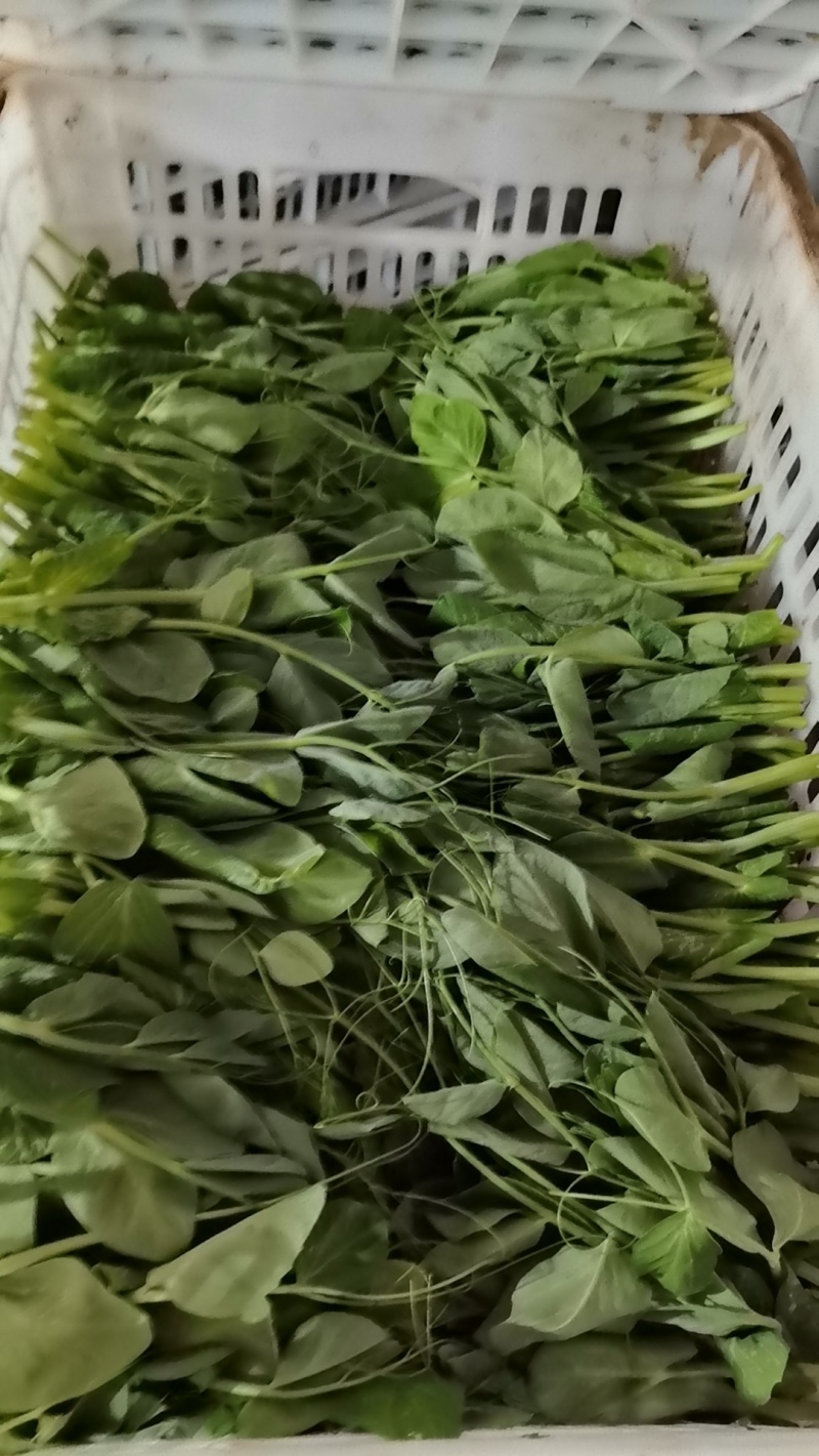 豌豆尖豌豆苗地栽苗长年有货，稳定供应，一件代发！