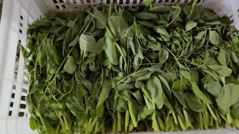 豌豆尖豌豆苗地栽苗长年有货，稳定供应，一件代发！