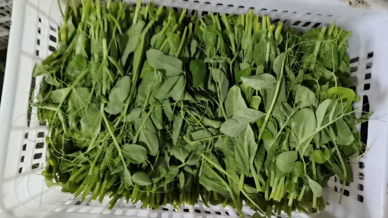 豌豆尖豌豆苗地栽苗长年有货，稳定供应，一件代发！