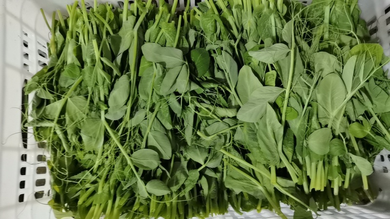 豌豆尖豌豆苗地栽苗长年有货，稳定供应，一件代发！