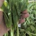 豌豆尖豌豆苗地栽苗长年有货，稳定供应，一件代发！