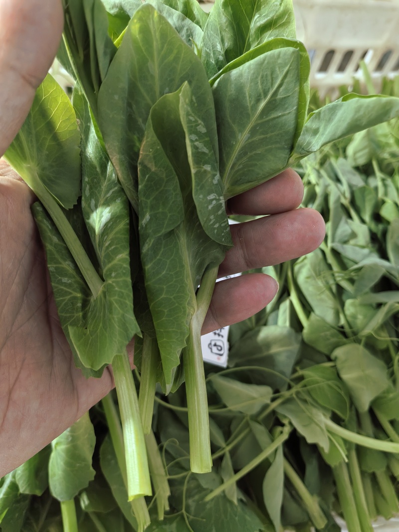 豌豆尖豌豆苗地栽苗长年有货，稳定供应，一件代发！