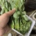 豌豆尖豌豆苗地栽苗长年有货，稳定供应，一件代发！