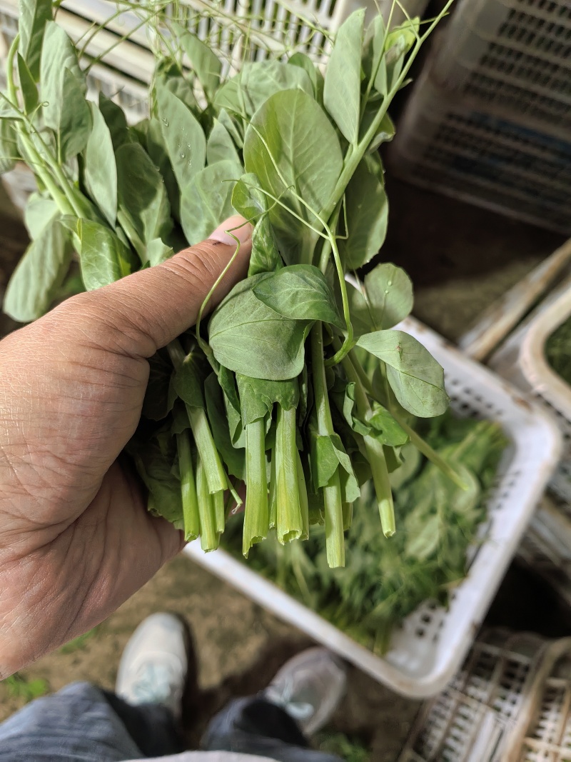 豌豆尖豌豆苗地栽苗长年有货，稳定供应，一件代发！